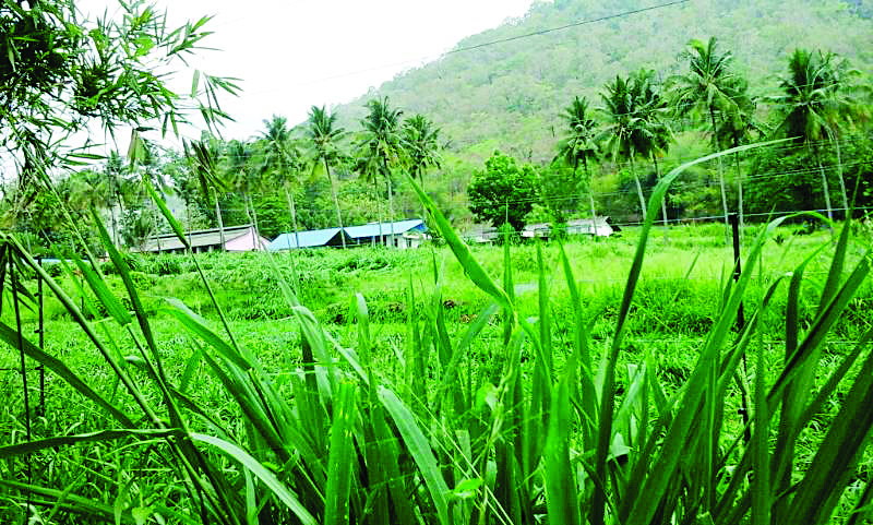 പുല്ല് ചുരത്തും ആദായം